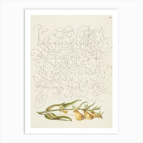 Cow Wheat From Mira Calligraphiae Monumenta, Joris Hoefnagel Art Print