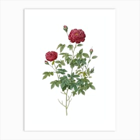 Vintage Burgundy Cabbage Rose Botanical Illustration on Pure White n.0424 Art Print