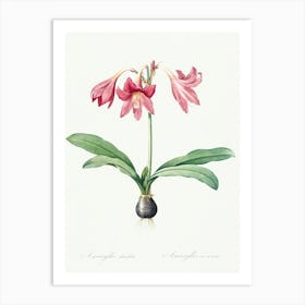 Netted Veined Amaryllis (1805), Pierre Joseph Redoute Art Print