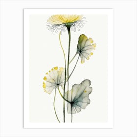 Coltsfoot Herb Minimalist Watercolour Art Print