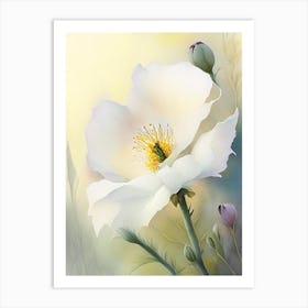 Matilija Poppy Wildflower Watercolour Art Print