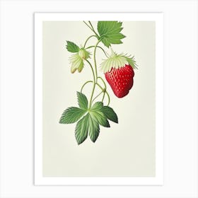 Alpine Strawberries, Plant, Marker Art Illustration Art Print