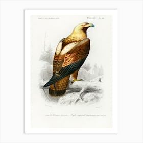 Eastern Imperial Eagle (Aquila Heliaca), Charles Dessalines D' Orbigny Art Print