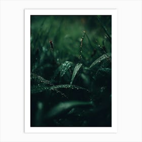 Raindrops On Grass Art Print