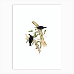 Vintage Black Backed Tree Creeper Bird Illustration on Pure White Art Print