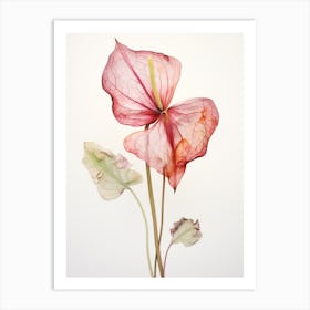 Pressed Flower Botanical Art Flamingo Flower 1 Art Print