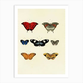 Butterflies Of The World Art Print