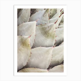 Agave Succulent Art Print