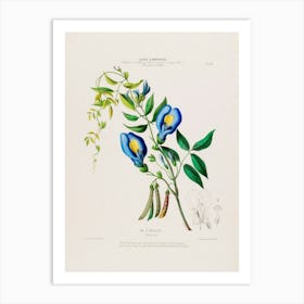 Blue Larkspur Art Print