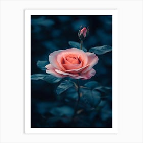 Pink Rose 58 Art Print