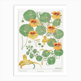 Nasturtium From The Plant And Its Ornamental Applications (1896), Maurice Pillard Verneuil Art Print