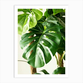 Monstera Leaf 12 Art Print