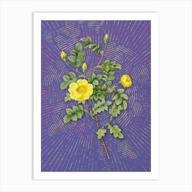 Vintage Yellow Sweetbriar Rose Botanical Illustration on Veri Peri n.0823 Art Print