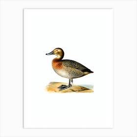 Vintage Common Pochard Duck Female Bird Illustration on Pure White n.0154 Art Print