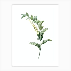 Vintage Solomon's Seal Botanical Illustration on Pure White n.0075 Art Print