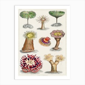 Different Kinds Of Actiniae, Or Animal Flowers, Oliver Goldsmith Art Print