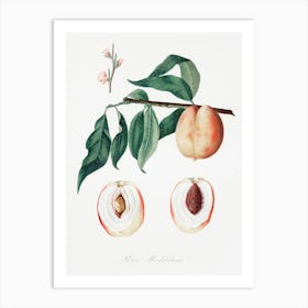 Peach (Persica Magdalena) From Pomona Italiana (1817 - 1839), Giorgio Gallesio Art Print