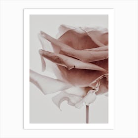 Rose Love 2 Art Print