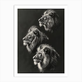 Barbary Lion Charcoal Drawing 4 Art Print