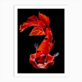 Betta Fish Nemo Digital Painting Art Print