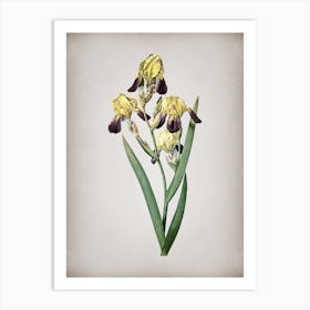 Vintage Elder Scented Iris Botanical on Parchment n.0491 Art Print