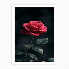 Rose In The Dark 10 Art Print