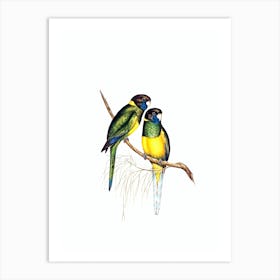 Vintage Bauer's Parakeet Bird Illustration on Pure White Art Print