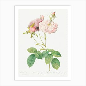 Celsiana, Damask Rose, Pierre Joseph Redoute Art Print