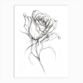 English Rose Black And White Line Drawing 36 Art Print