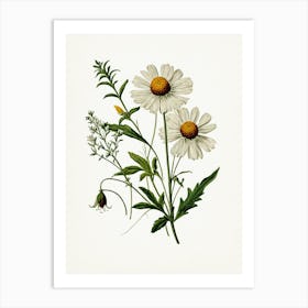 Vintage Botanical Galleria Style Wildflower Painting 25 Art Print