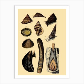 Seashells 1 Art Print