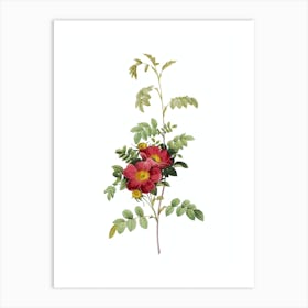 Vintage Alpine Rose Botanical Illustration on Pure White n.0193 Art Print