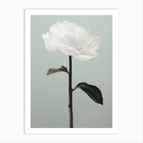 White Poppy_2314103 Art Print