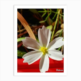 White Flower 5 Art Print