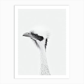 Emu B&W Pencil Drawing 1 Bird Art Print