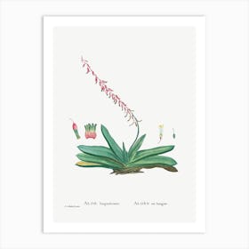 Aloe Linguiformis, Pierre Joseph Redoute Art Print