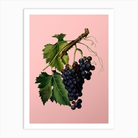 Vintage Black Grape Botanical on Soft Pink n.0097 Art Print