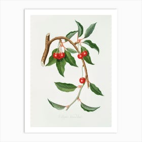 Cherry (Ciliegio Visciolino) From Pomona Italiana (1817 - 1839), Giorgio Gallesio Art Print