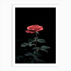 Black Rose 1 Art Print