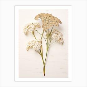 Pressed Wildflower Botanical Art Yarrow Achillea 2 Art Print