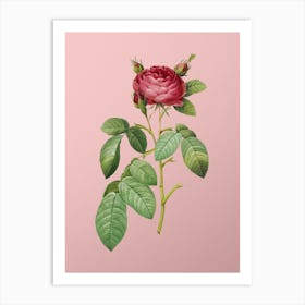Vintage Red Gallic Rose Botanical on Soft Pink n.0935 Art Print