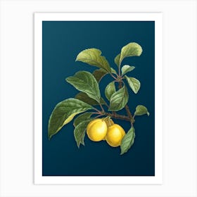 Vintage Ripe Plums on a Branch Botanical Art on Teal Blue n.0712 Art Print