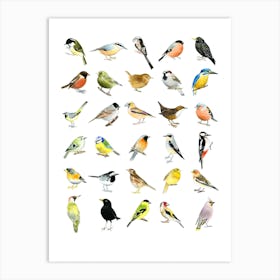 Birds Art Print