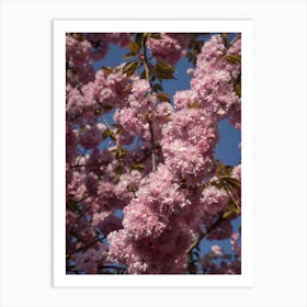 Pink blossoms of the ornamental cherry Art Print