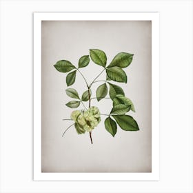 Vintage Common Hoptree Botanical on Parchment n.0178 Art Print