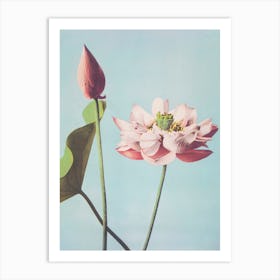 Beautiful Photomechanical Prints Of Lotus Flowers, Ogawa Kazumasa Art Print