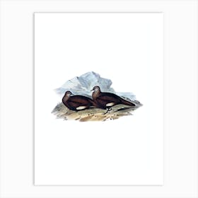 Vintage White Quilled Rock Dove Bird Illustration on Pure White n.0003 Art Print