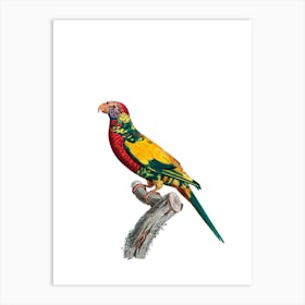 Vintage Rainbow Lorikeet Bird Illustration on Pure White Art Print