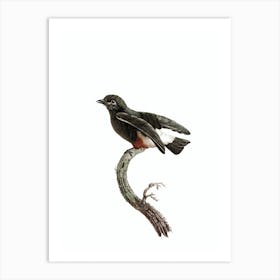 Vintage Swallow Winged Puffbird Bird Illustration on Pure White Art Print