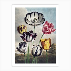 Vintage Thornton 5 Tulips Art Print